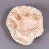New arrival - plaster cast of a tiger footprint